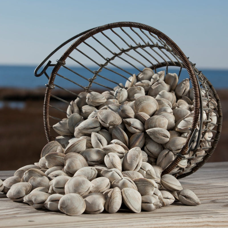 Clams Cherrystone AquaFarms