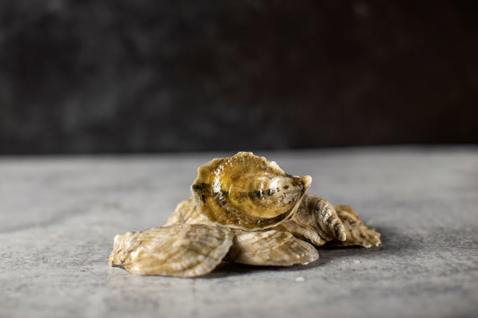 little bitches, oyster, oysters, fresh oyster, virginia oyster, oysters delivered